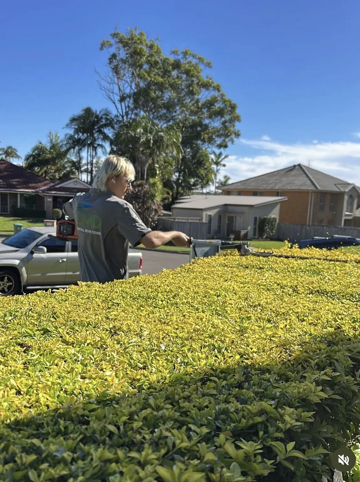 Trimming a formal garden hedge