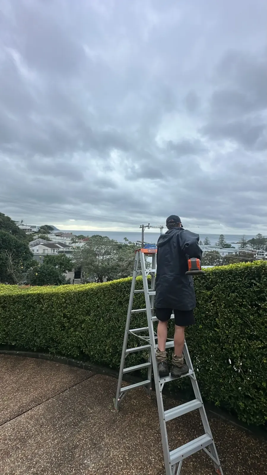Trimming the top of a tall hedge
