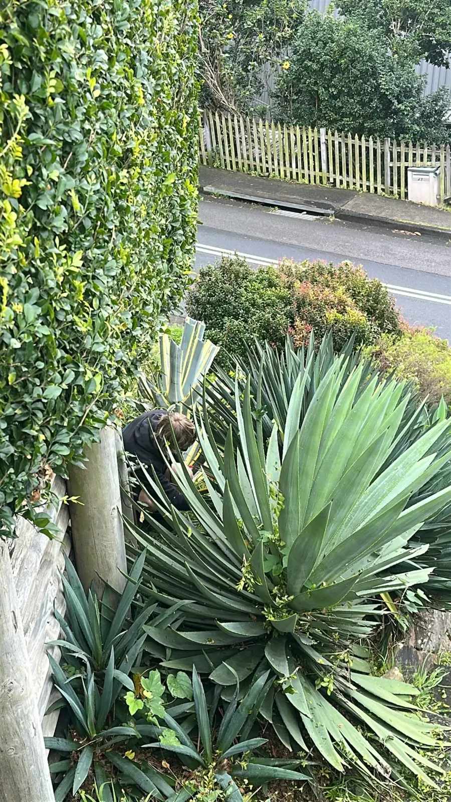 Established garden plants beside a retaining wall
