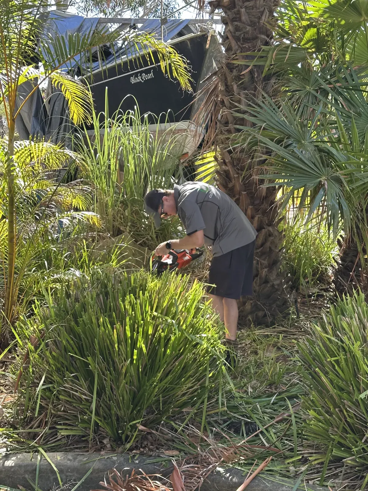 Garden maintenance among established plants