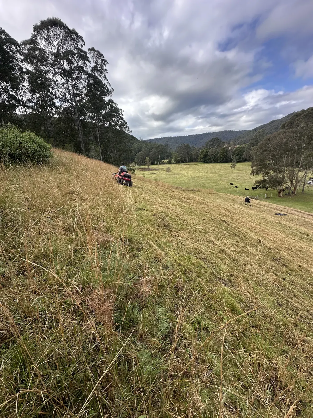 Slashed grass beside an uncut rural area