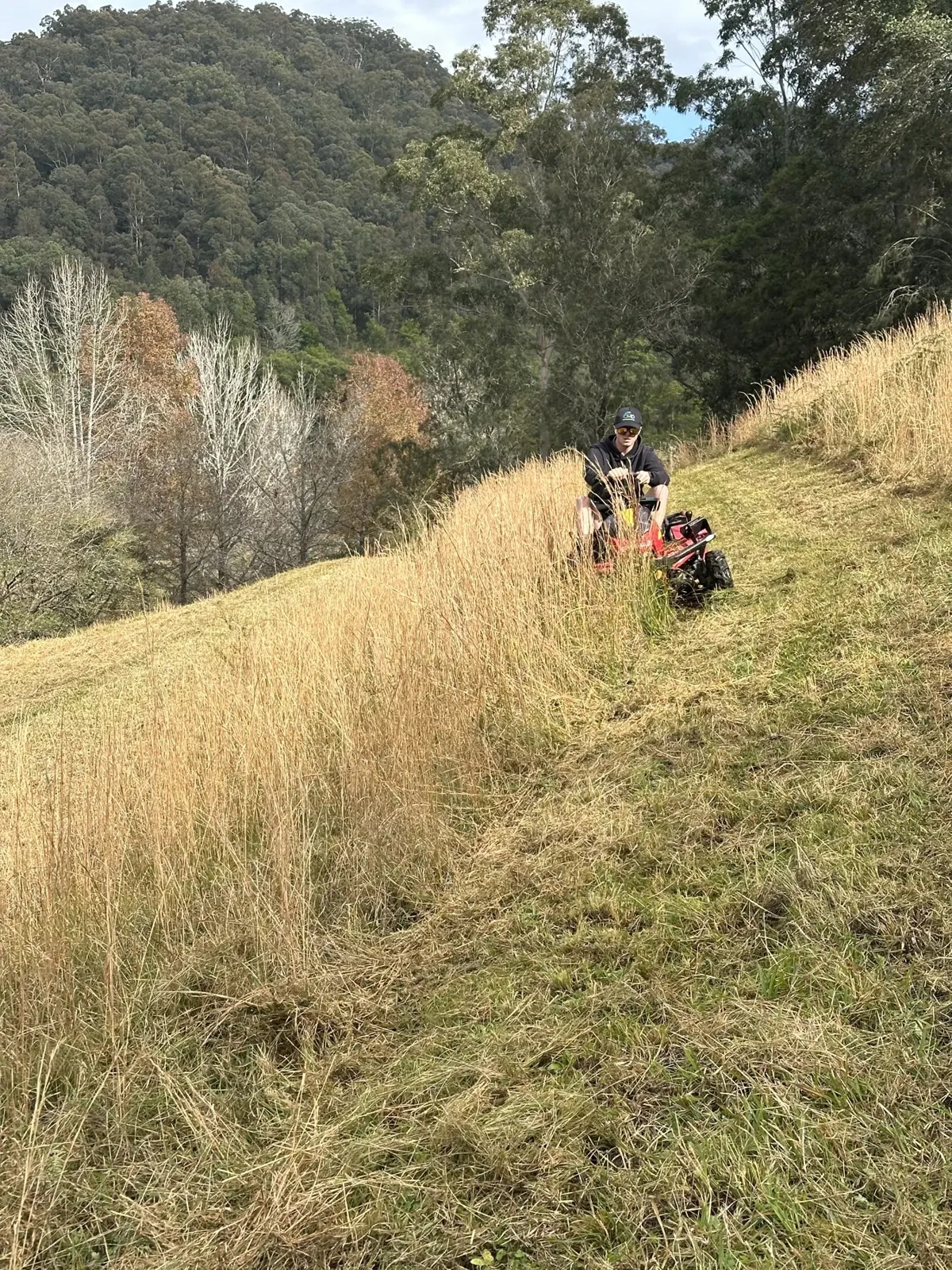 Slashing a hillside beside established trees