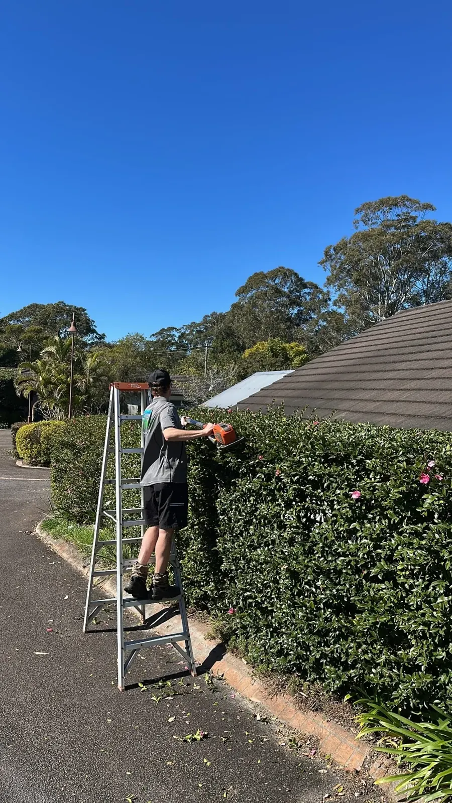 Trimming a hedge beside a driveway