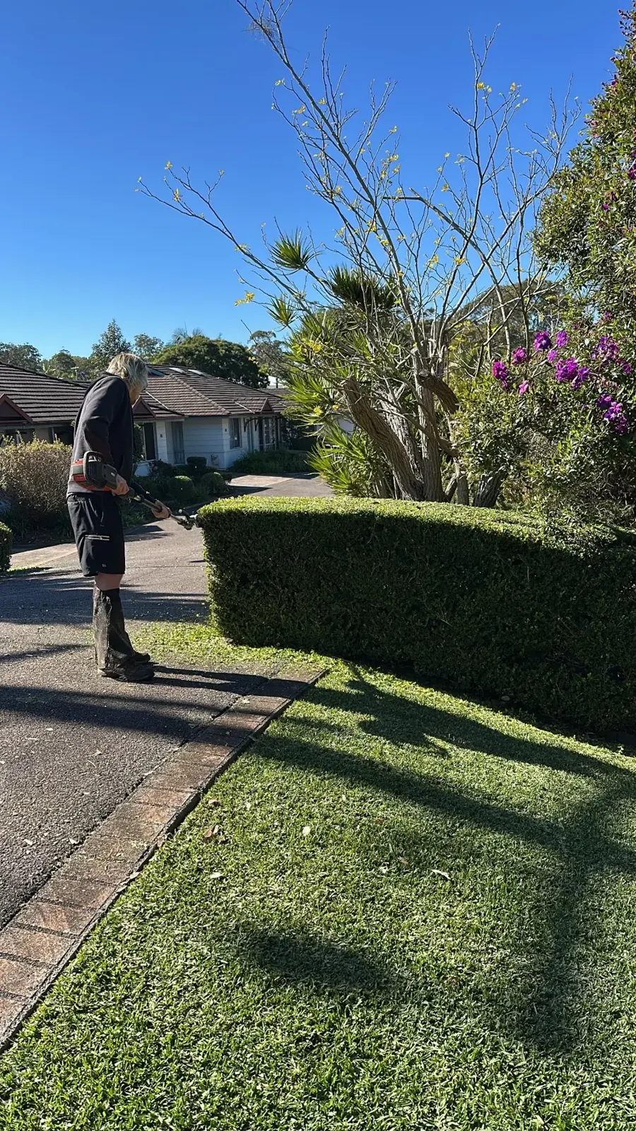 Shaping a low hedge beside a path